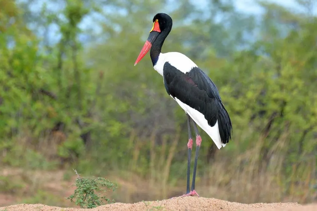 Saddle-billed-stork